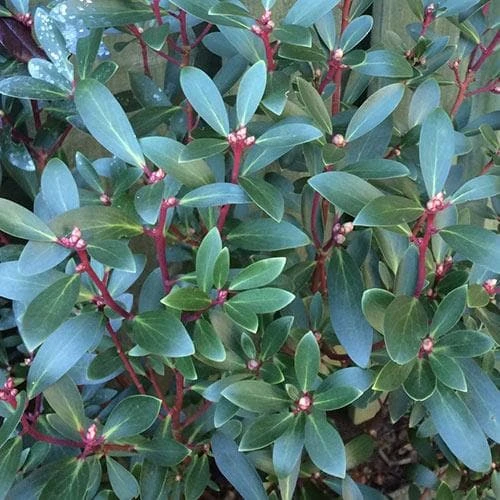 Drimys Aromatica 6 Drimys Aromatica - Image 4