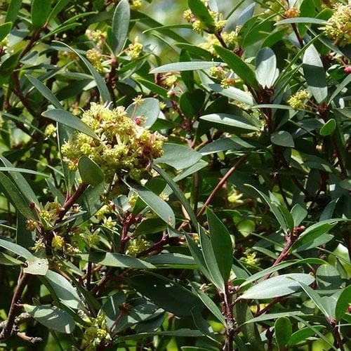 Drimys Aromatica 7 Drimys Aromatica - Image 5