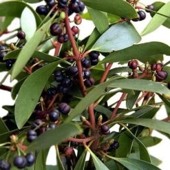 Drimys Aromatica 13 Drimys Aromatica -Eco Nest Store Drimys aromatica 06