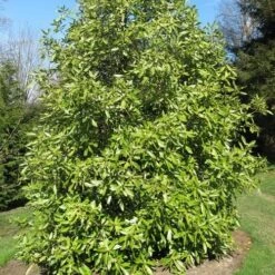 Drimys Winteri -Eco Nest Store Drimys winteri