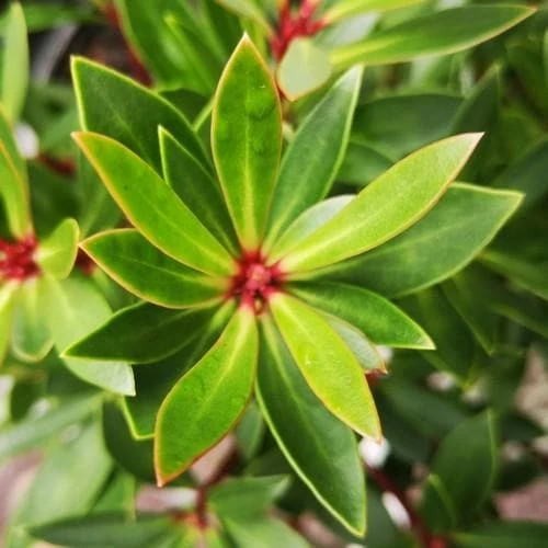 Drimys Lanceolata Red Spice 4 Drimys Lanceolata Red Spice - Image 2