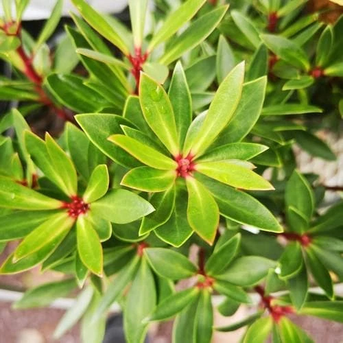 Drimys Lanceolata Red Spice 3 Drimys Lanceolata Red Spice