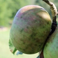 Apple Dunkerton Late Sweet -Eco Nest Store Dunkerton Sweet 03