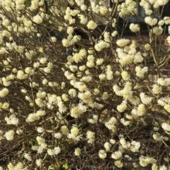 Edgeworthia Chrysantha Grandiflora -Eco Nest Store Edgworthia chrysantha Grandiflora