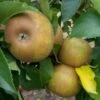 Apple Egremont Russet 2 Apple Egremont Russet -Eco Nest Store Egremont Russet 03