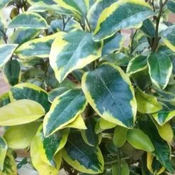 Elaeagnus Pungens Goldrim