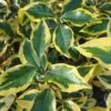 Elaeagnus X Ebbingei Gilt Edge -Eco Nest Store Eleagnus x ebbingei Gilt Edge Ff 1