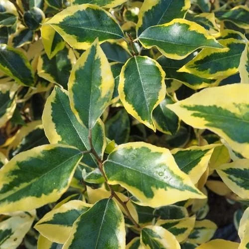 Elaeagnus X Ebbingei Gilt Edge 3 Elaeagnus X Ebbingei Gilt Edge
