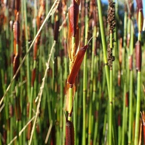 Elegia Elephantina - Large Cape Rush 3 Elegia Elephantina - Large Cape Rush