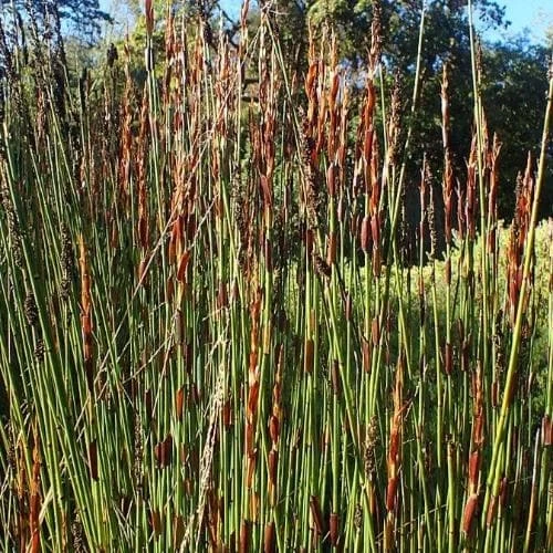 Elegia Elephantina - Large Cape Rush 4 Elegia Elephantina - Large Cape Rush - Image 2