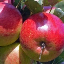 Apple Ellison's Orange -Eco Nest Store Ellison s Orange03