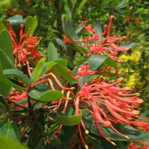 Embothrium Coccineum - Chilean Flame Tree 5 Embothrium Coccineum - Chilean Flame Tree - Image 3