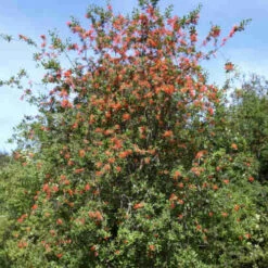 Embothrium Coccineum - Chilean Flame Tree 14 Embothrium Coccineum - Chilean Flame Tree -Eco Nest Store Embothrium coccineum 05