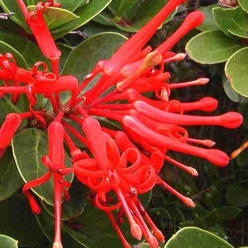 Embothrium Coccineum - Chilean Flame Tree 8 Embothrium Coccineum - Chilean Flame Tree - Image 6