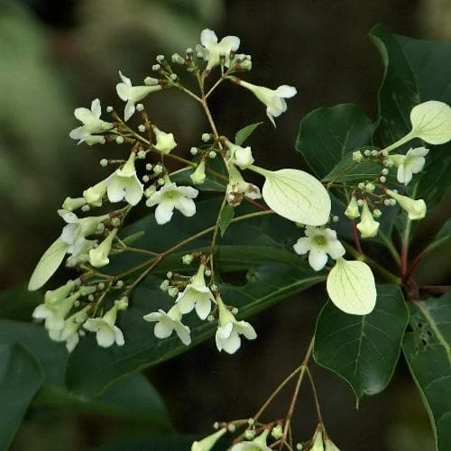 Emmenopteris Henreyi 3 Emmenopteris Henreyi