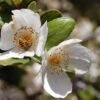 Eucryphia Cordifolia 2 Eucryphia Cordifolia -Eco Nest Store Eucryphia cordifolia 01