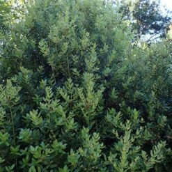 Eucryphia Cordifolia 14 Eucryphia Cordifolia -Eco Nest Store Eucryphia cordifolia 03