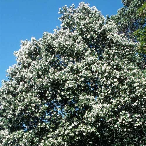 Eucryphia Cordifolia 4 Eucryphia Cordifolia - Image 2