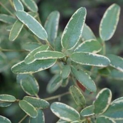 Eucryphia Lucida Gilt Edge -Eco Nest Store Eucryphia lucida Gilt Edge 02