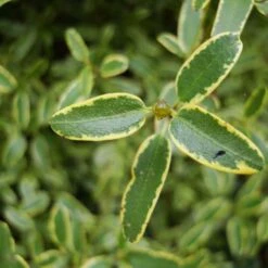 Eucryphia Lucida Gilt Edge -Eco Nest Store Eucryphia lucida Gilt Edge 05