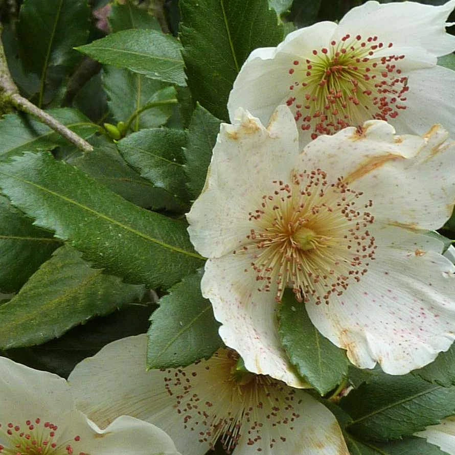 Eucryphia X Nymansensis Nymansay 3 Eucryphia X Nymansensis Nymansay