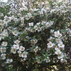 Eucryphia X Nymansensis Nymansay 9 Eucryphia X Nymansensis Nymansay -Eco Nest Store Eucryphia x nymansensis04