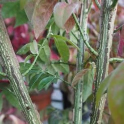 Euonymus Alatus Compacta 8 Euonymus Alatus Compacta -Eco Nest Store Euonymous alatus compactus FF02 f25863f6 8e6c 4d10 89b2 9e0e82aa258c