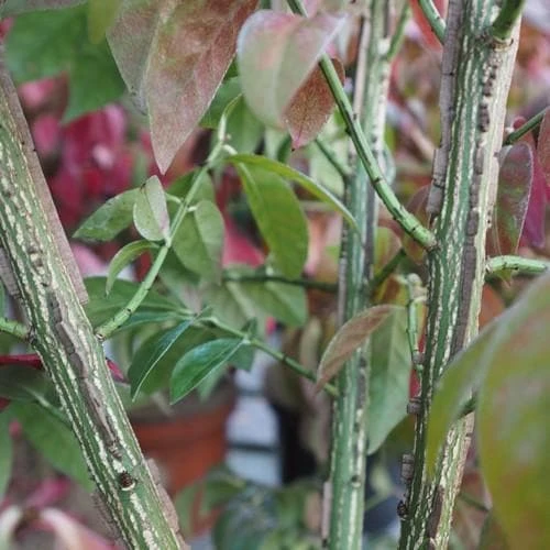 Euonymus Alatus Compacta 5 Euonymus Alatus Compacta - Image 3