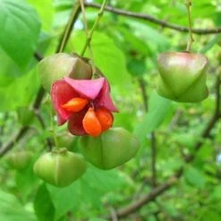 Euonymus Latifolius 17 Euonymus Latifolius -Eco Nest Store Euonymus latifolius 08