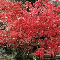 Euonymus Alatus -Eco Nest Store Euonymus alatus
