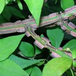 Euonymus Alatus -Eco Nest Store Euonymus alatus 5