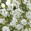 Exochorda Racemosa Magical Springtime