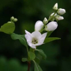 Exochorda Racemosa Magical Springtime -Eco Nest Store Exochorda Magical Springtime 04