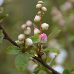 Exochorda Racemosa Blushing Pearl -Eco Nest Store Exochordarac. BlushingPearl 2