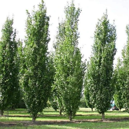 Fagus Sylvatica Dawyck 3 Fagus Sylvatica Dawyck