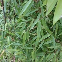 Fargesia Murielae New Century