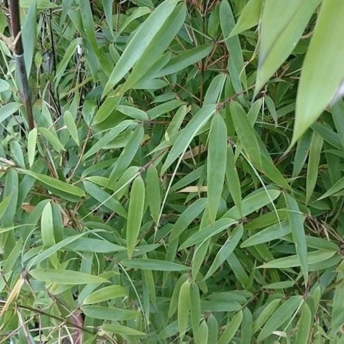 Fargesia Murielae New Century 3 Fargesia Murielae New Century