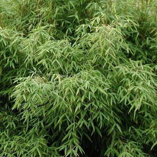 Fargesia Murielae New Century 4 Fargesia Murielae New Century - Image 2