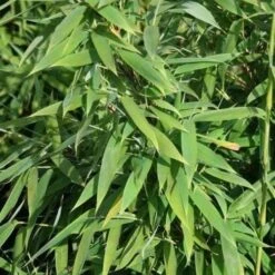 Fargesia Murielae New Century 7 Fargesia Murielae New Century -Eco Nest Store Fargesia murieliae New Century 03