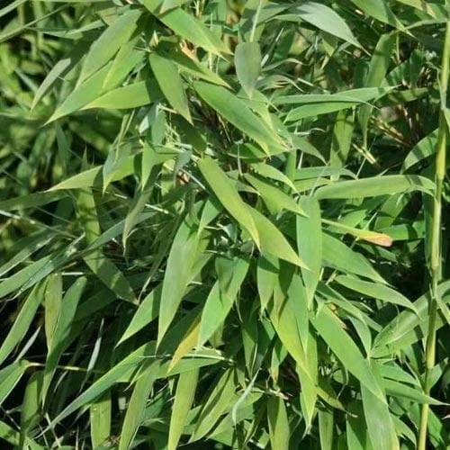 Fargesia Murielae New Century 5 Fargesia Murielae New Century - Image 3