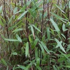 Fargesia Nitida Blackpearl -Eco Nest Store Fargesia nitida Blackpearl 02