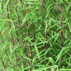 Fargesia Nitida Jiuzhaigou -Eco Nest Store Fargesia nitida Jiuzhaigou 04