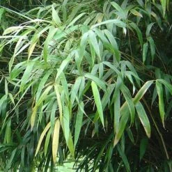Fargesia Nitida Nymphenburg -Eco Nest Store Fargesia nitida Nymphenburg 03