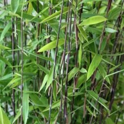 Fargesia Nitida Volcano -Eco Nest Store Fargesia nitida Volcano 03