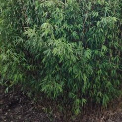 Fargesia Nitida Volcano -Eco Nest Store Fargesia nitida Volcano 04