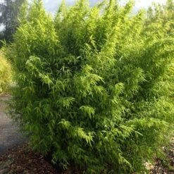 Fargesia Nitida Volcano -Eco Nest Store Fargesia nitida Volcano 05