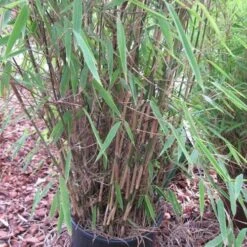 Fargesia Nitida Winter Joy -Eco Nest Store Fargesia nitida Winter Joy 02