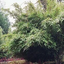 Fargesia Nitida Winter Joy -Eco Nest Store Fargesia nitida Winter Joy 03