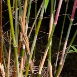 Fargesia Nitida Winter Joy -Eco Nest Store Fargesia nitida Winter Joy 05