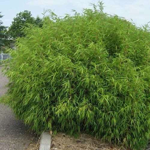 Fargesia Rufa 4 Fargesia Rufa - Image 2